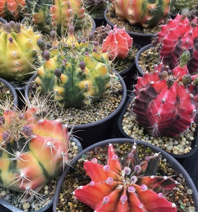 较昂贵的, 变化, 十几块钱