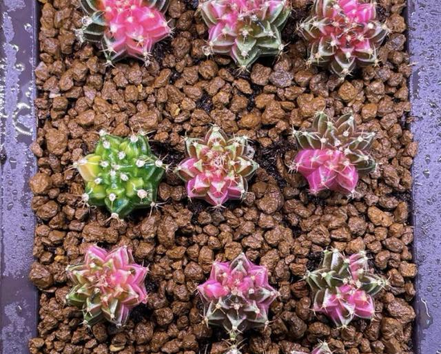 的米哈锦, 几年的多肉, cn