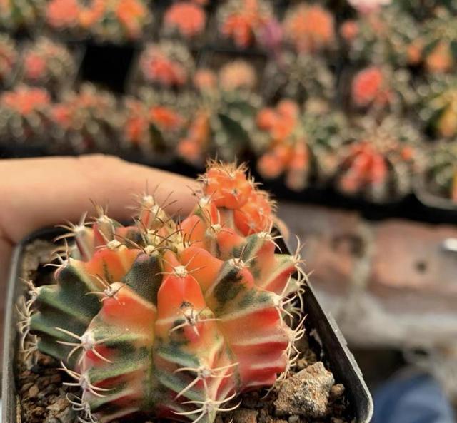 yid, 开花频繁, img